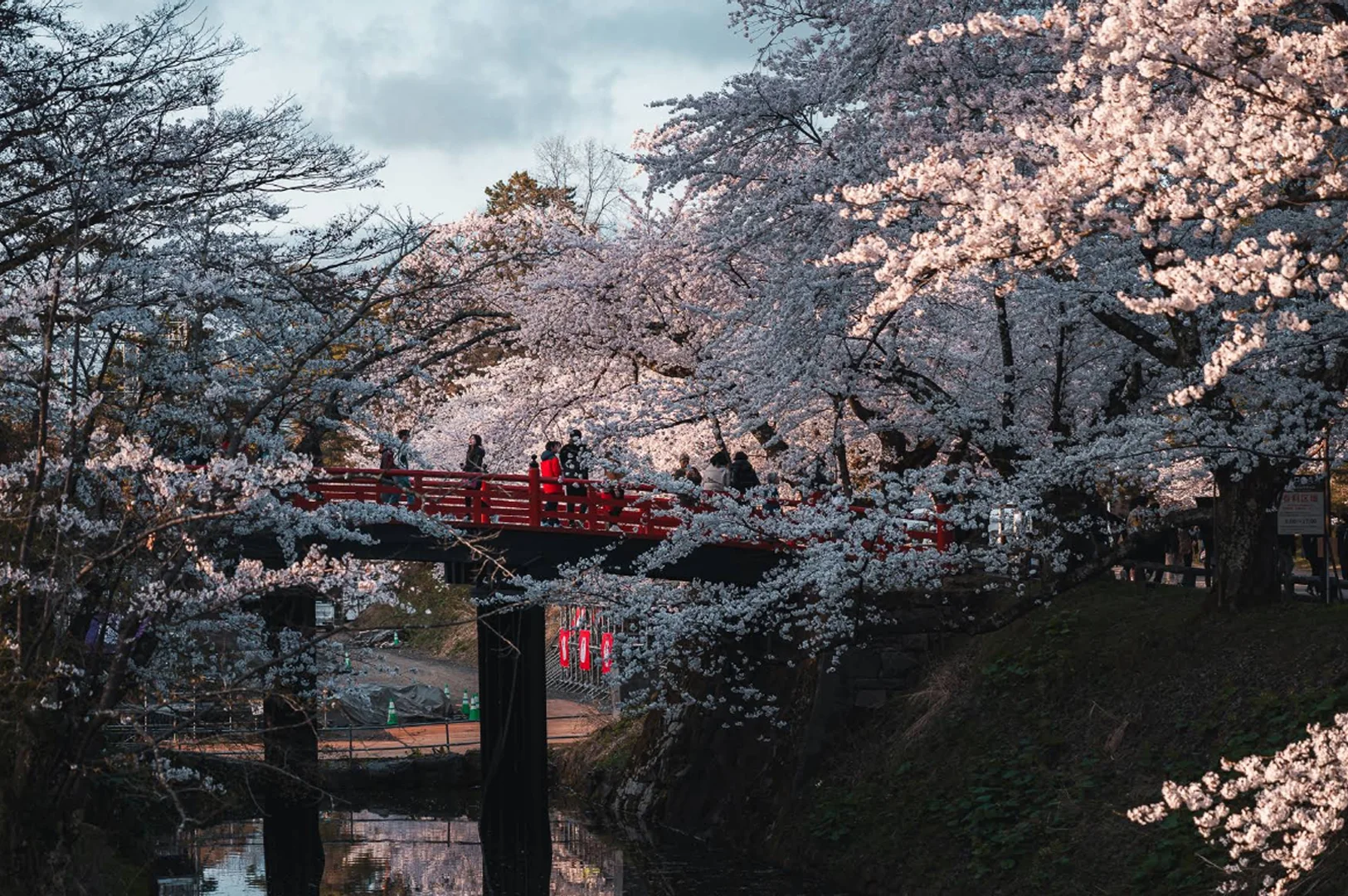A beautiful scene of cherry blossoms in full bloom during the day. A traditional red wooden arched bridge crosses a narrow canal, surrounded by lush, dense cherry trees with white and soft pink flowers. A few people are walking across the bridge, and the scene has a peaceful, romantic atmosphere.