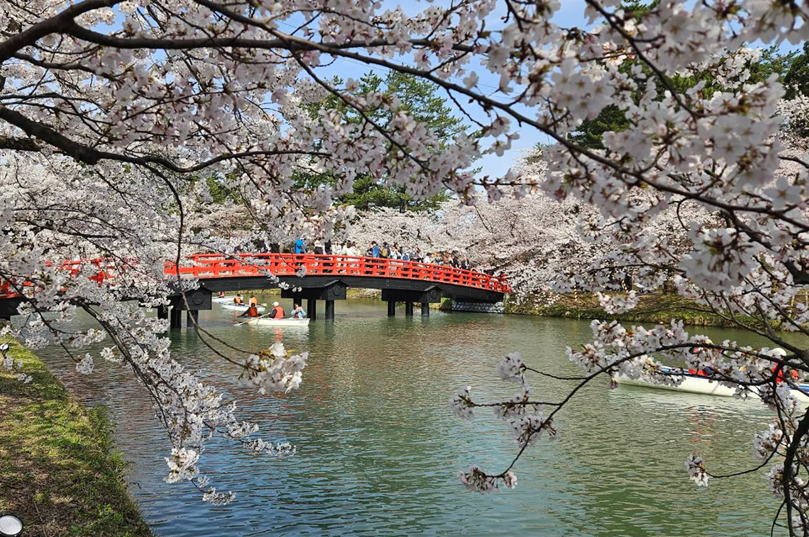 A scenic view of a bright red traditional bridge spanning a calm canal, framed by a thick canopy of pale pink cherry blossoms (sakura) in full bloom. The water reflects the blue sky and the surrounding trees, while several small white rowboats with passengers drift slowly beneath the bridge. The foreground is blurred with delicate flower clusters, creating a sense of depth and a classic "spring in Japan" aesthetic.