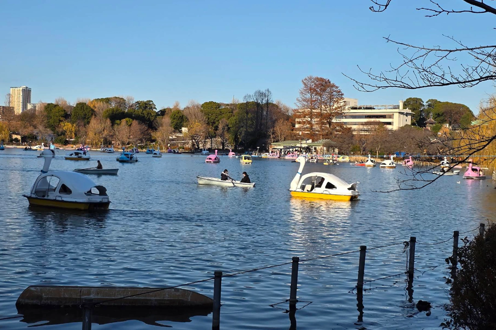 A sunny, wide-angle view of a bustling city lake filled with numerous swan-shaped pedal boats and small rowboats. The deep blue water reflects the clear sky. In the background, a park with autumn-colored trees and urban buildings, including a high-rise, lines the shore. A dark wooden fence posts and water in the immediate foreground provide a sense of depth to the lively recreational scene.