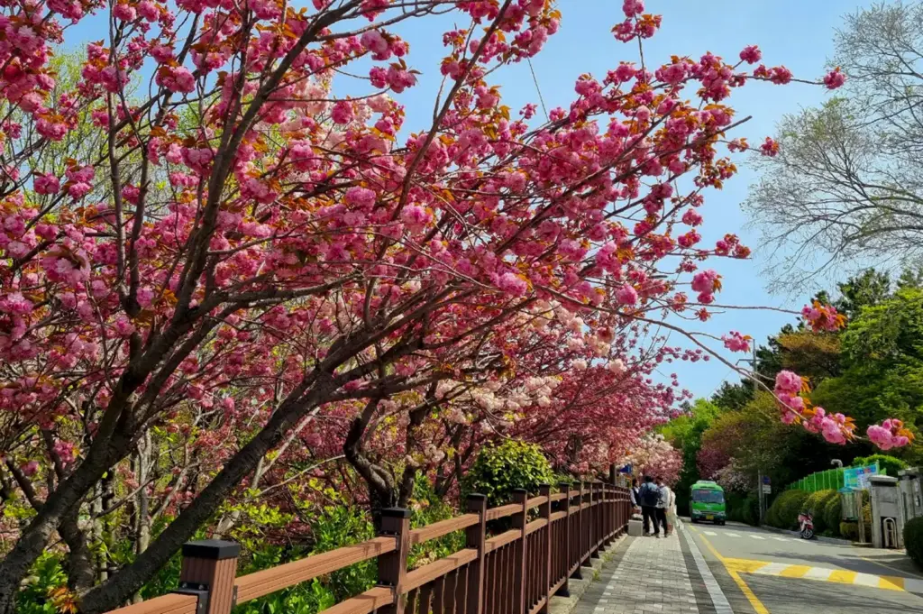 A vibrant outdoor scene of a pedestrian walkway lined with cherry blossom trees in full bloom. The heavy clusters of pink flowers create a canopy over a brown wooden fence that separates the sidewalk from a lush green hillside. In the background, a small green bus drives down a paved road under a clear, bright blue sky. A few pedestrians are visible in the distance.