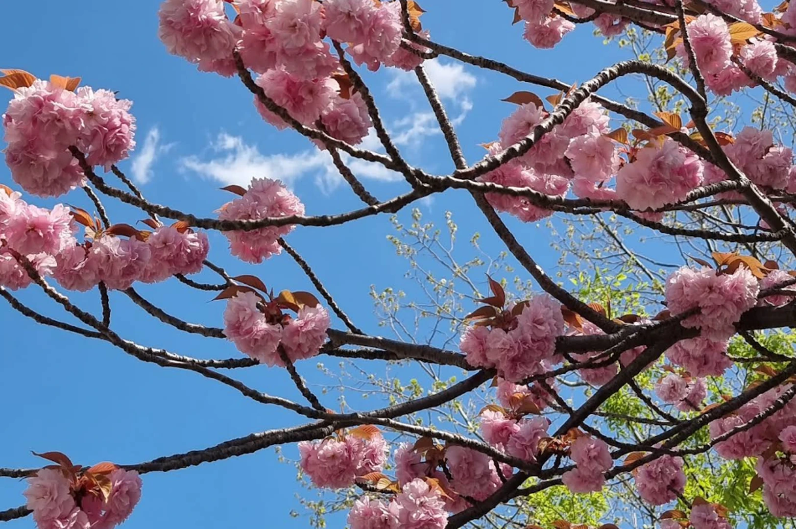 A low-angle close-up shot looking up through the branches of a cherry blossom tree against a vivid, solid blue sky with a few wispy white clouds. The branches are dark and textured, laden with dense, ruffled pink blossoms and a few emerging bronze-colored leaves.