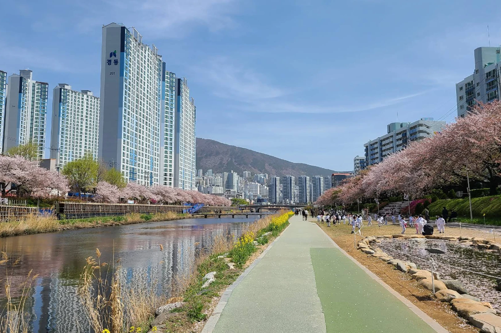 A vibrant daytime landscape of the Oncheoncheon Stream in Busan during spring. A wide, light-green paved pedestrian path runs through the center, flanked by rows of cherry blossom trees in full soft-pink bloom. To the left, the calm stream reflects the tall, blue-and-white residential apartment buildings lining the bank. To the right, a grassy area features small groups of people and a shallow stone-lined pond. A large, lush green mountain rises in the distant background under a bright, clear sky.
