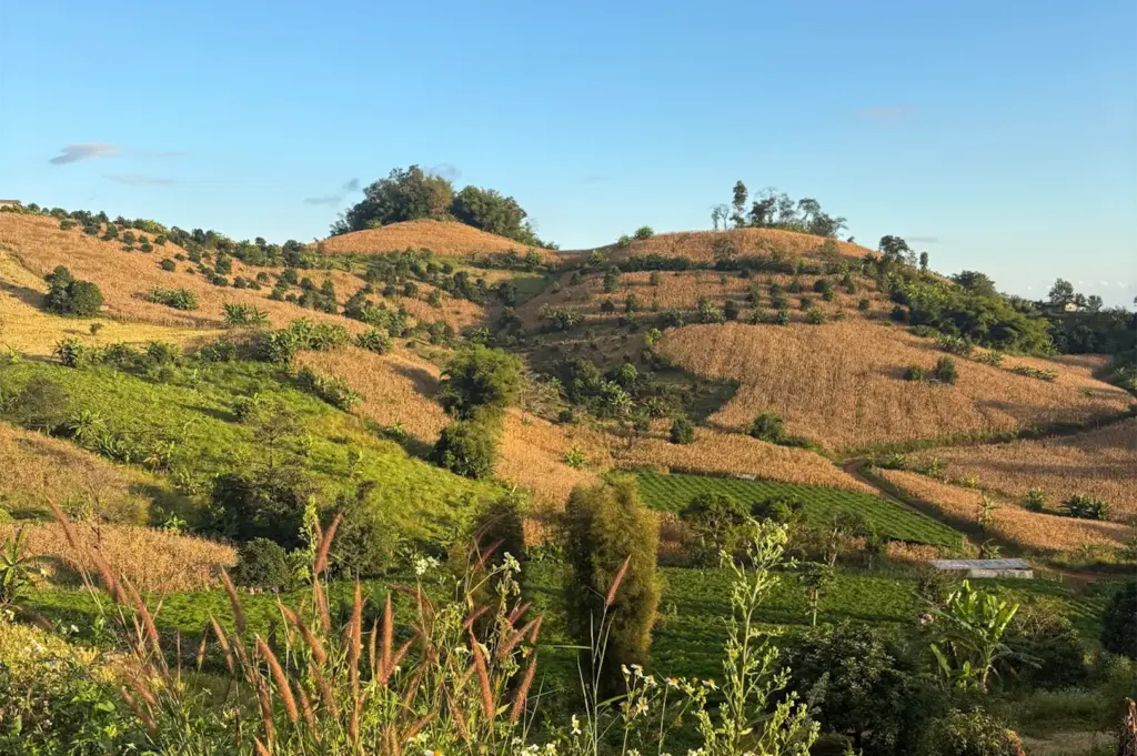 Panoramic view of rolling green and golden agricultural hills under a clear blue sky in rural Thailand.