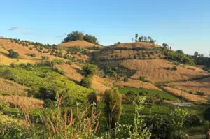 Panoramic view of rolling green and golden agricultural hills under a clear blue sky in rural Thailand.