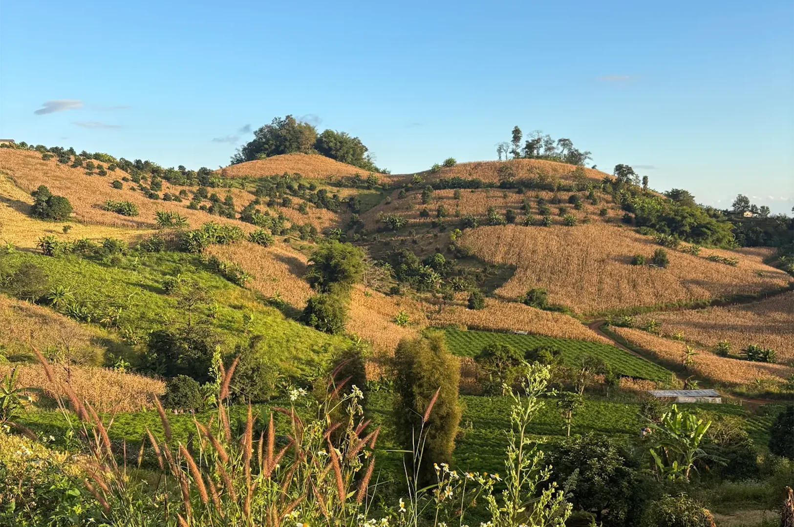 Panoramic view of rolling green and golden agricultural hills under a clear blue sky in rural Thailand.