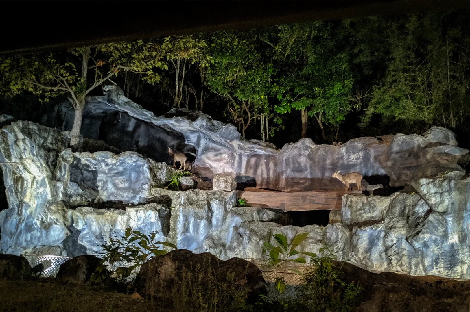 Rocky mountain goat enclosure illuminated at night in Chiang Mai Night Safari, surrounded by forest trees and natural stone formations during the evening safari tour