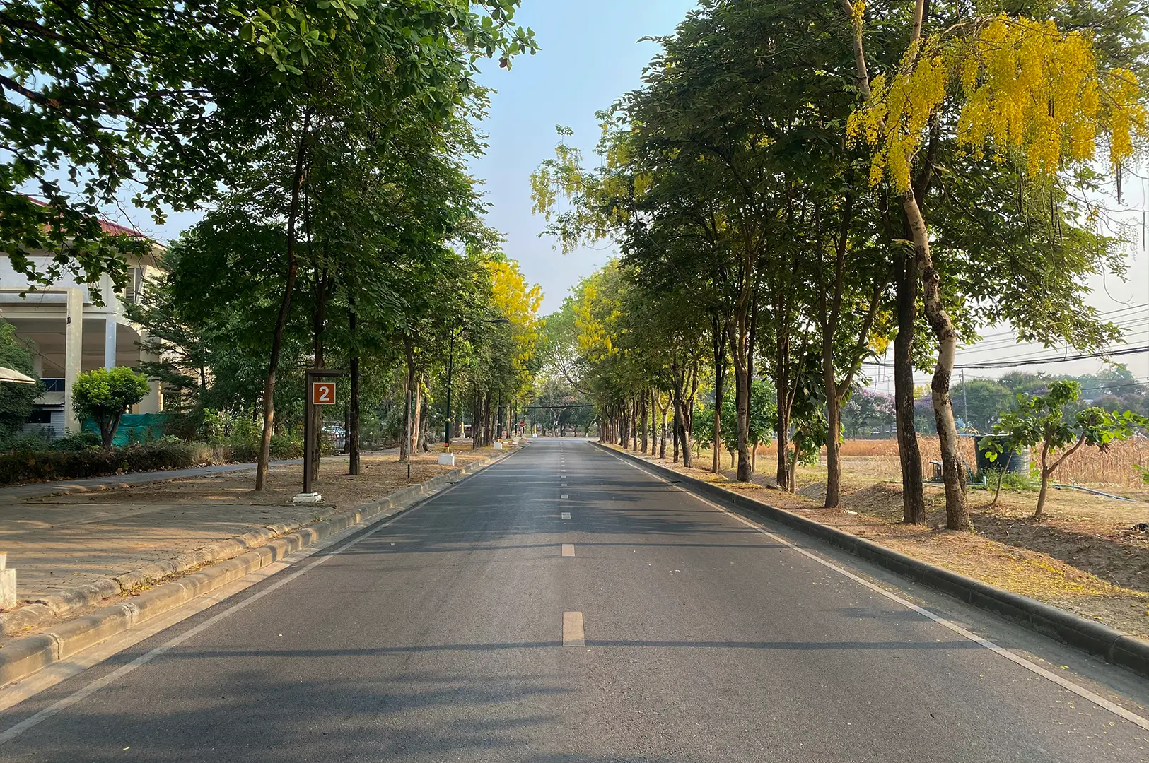 A symmetrical, ground-level view of a paved two-lane road stretching into the distance, lined on both sides by tall, green trees. Many of the trees are in bloom with cascading clusters of bright yellow flowers, likely Golden Shower trees, which add a pop of color against the hazy, pale morning sky. The scene is quiet and still, with a small brown sign labeled "2" on the left and a field of dry vegetation visible through the trunks on the right.
