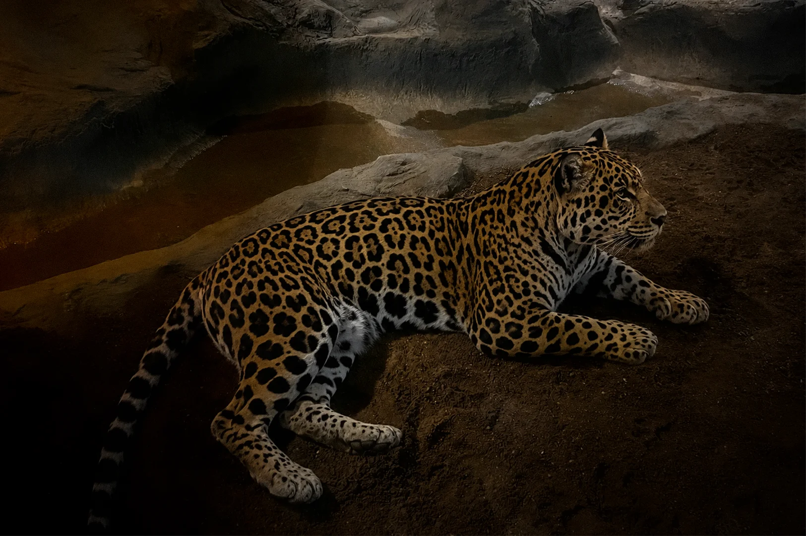 Jaguar resting on rocky ground near a water enclosure at a nighttime wildlife park or zoo exhibit