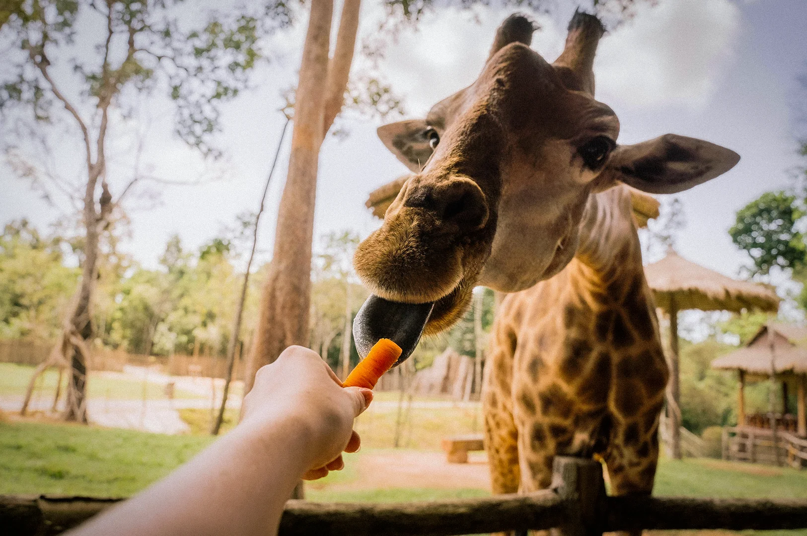 Close-up of a giraffe being fed a carrot by hand at a wildlife park during daytime