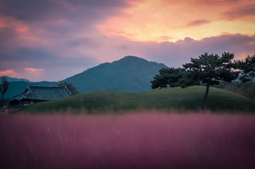 Scenic Gyeongju landscape with pink muhly grass, ancient burial mounds, traditional Korean architecture, and mountain views at sunset.