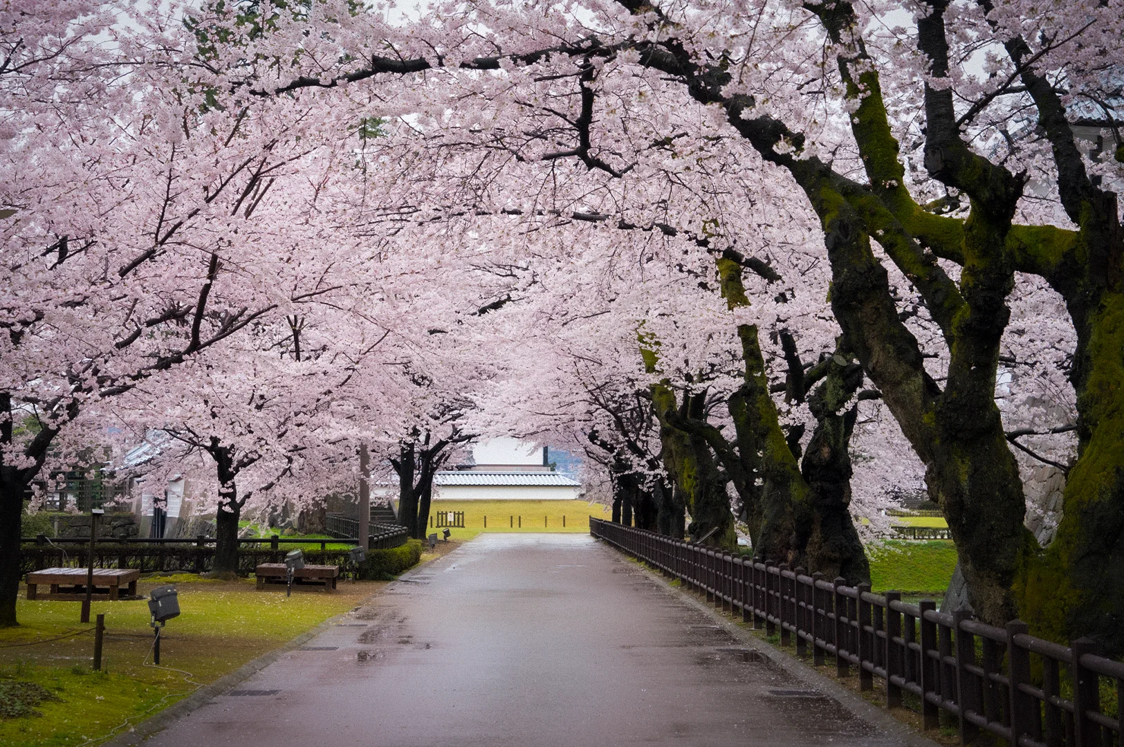 Tree-lined pathway covered by blooming cherry blossom trees at Kanazawa Castle Park in Japan, featuring a canopy of pink sakura flowers and a peaceful walking route.