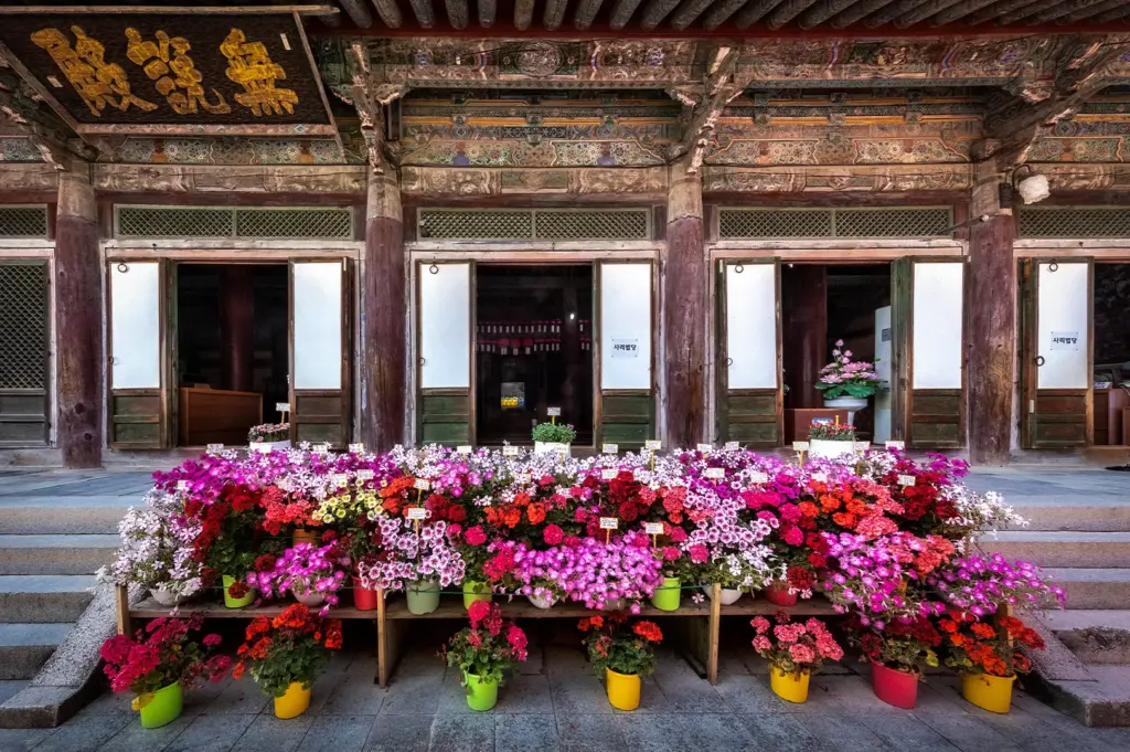 Colorful flower pots displayed in front of Bulguksa Temple in Gyeongju, South Korea, showcasing traditional Korean architecture and vibrant seasonal blooms.