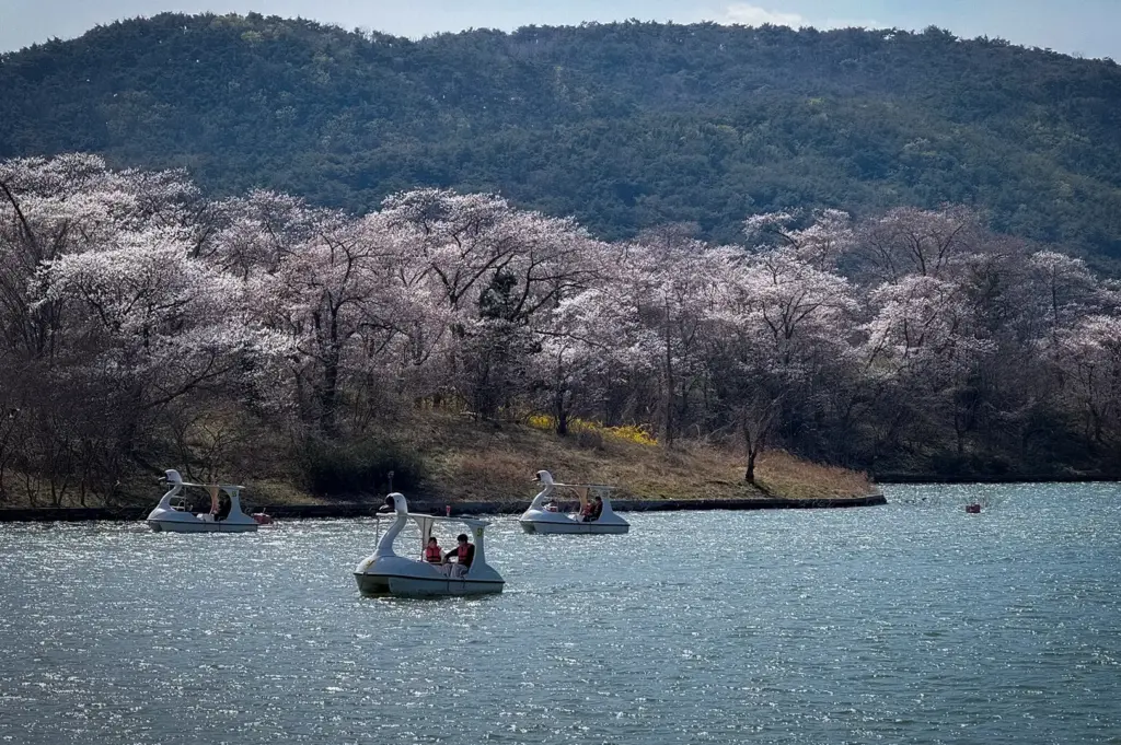 Bomunho Lake in Gyeongju, South Korea with swan pedal boats on the water, cherry blossom trees along the shoreline, and forested hills in the background.