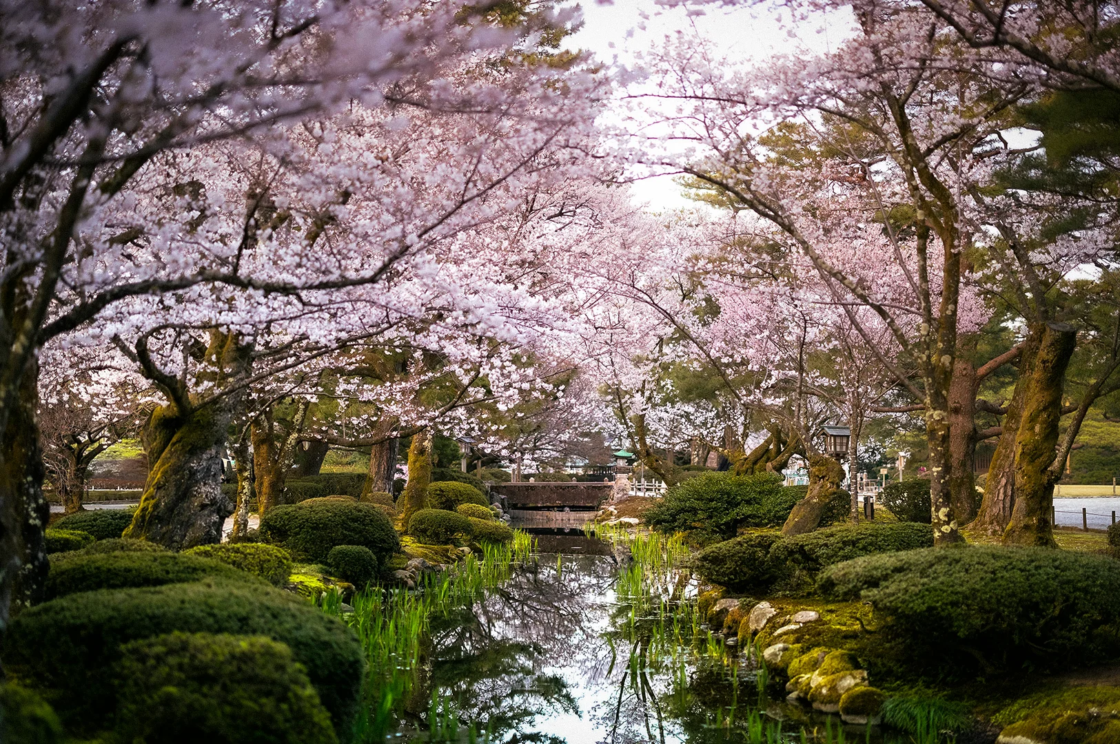 Cherry blossom trees in full bloom surrounding a reflective stream at Kenroku-en Garden in Kanazawa, Japan, featuring pink sakura flowers, manicured shrubs, moss-covered landscapes, and a tranquil springtime atmosphere.