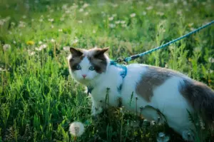 Blue-eyed Ragdoll cat wearing a harness and leash while exploring a grassy field with wildflowers, enjoying an outdoor walk in natural sunlight.