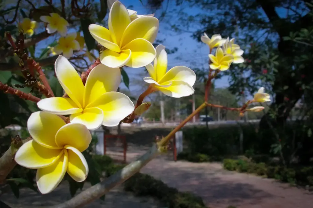 Yellow and white frangipani flowers blooming on a tree branch in Ayutthaya, Thailand, with a lush garden and walkway in the background.