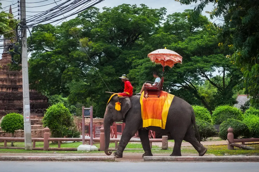 Tourists riding a decorated elephant near ancient temple ruins in Ayutthaya Historical Park, Thailand, surrounded by lush greenery and historic archaeological landmarks.