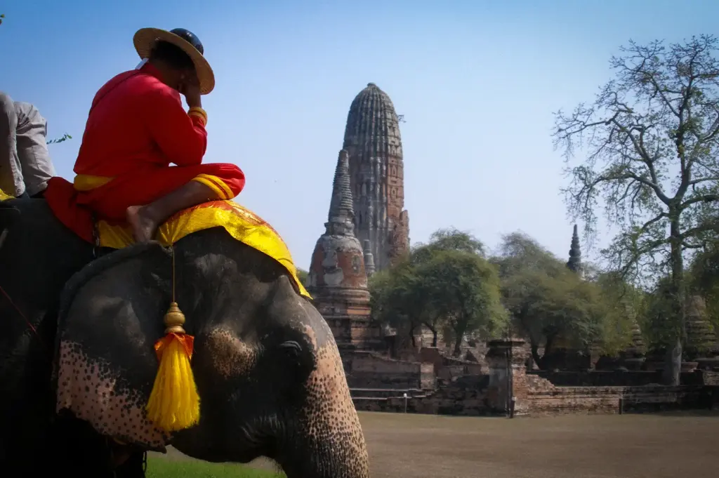 Elephant carrying a rider near the ancient ruins of Wat Phra Ram in Ayutthaya Historical Park, Thailand, with the temple prang in the background.