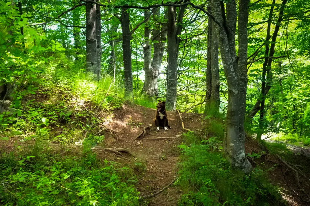 Dog sitting on a forest hiking trail surrounded by lush green trees, foliage, and sunlight in a peaceful woodland setting