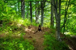 Dog sitting on a forest hiking trail surrounded by lush green trees, foliage, and sunlight in a peaceful woodland setting