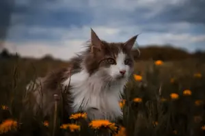 Long-haired brown and white cat sitting among yellow wildflowers in a grassy field under a cloudy sky.