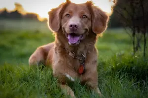 Happy brown dog sitting in green grass outdoors with its tongue out, wearing a collar, surrounded by a softly blurred field and trees.