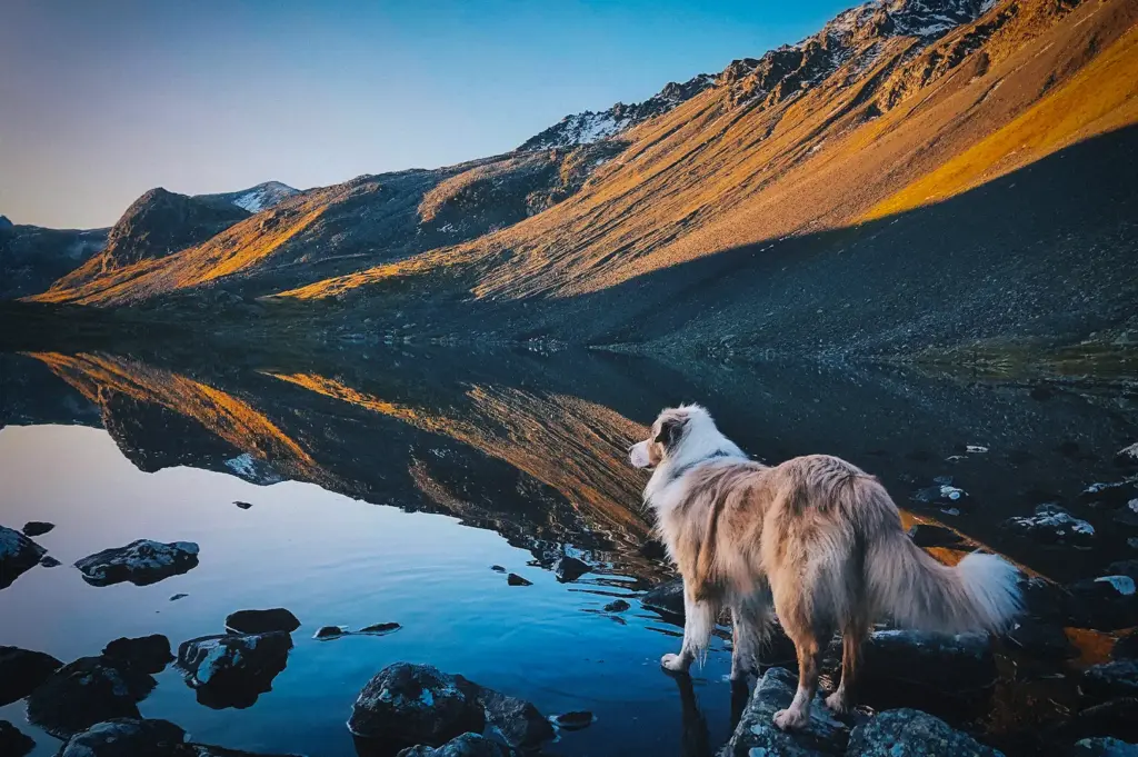 Dog standing beside a mountain lake with rocky terrain, snow-capped peaks, and a clear reflection of the surrounding landscape.