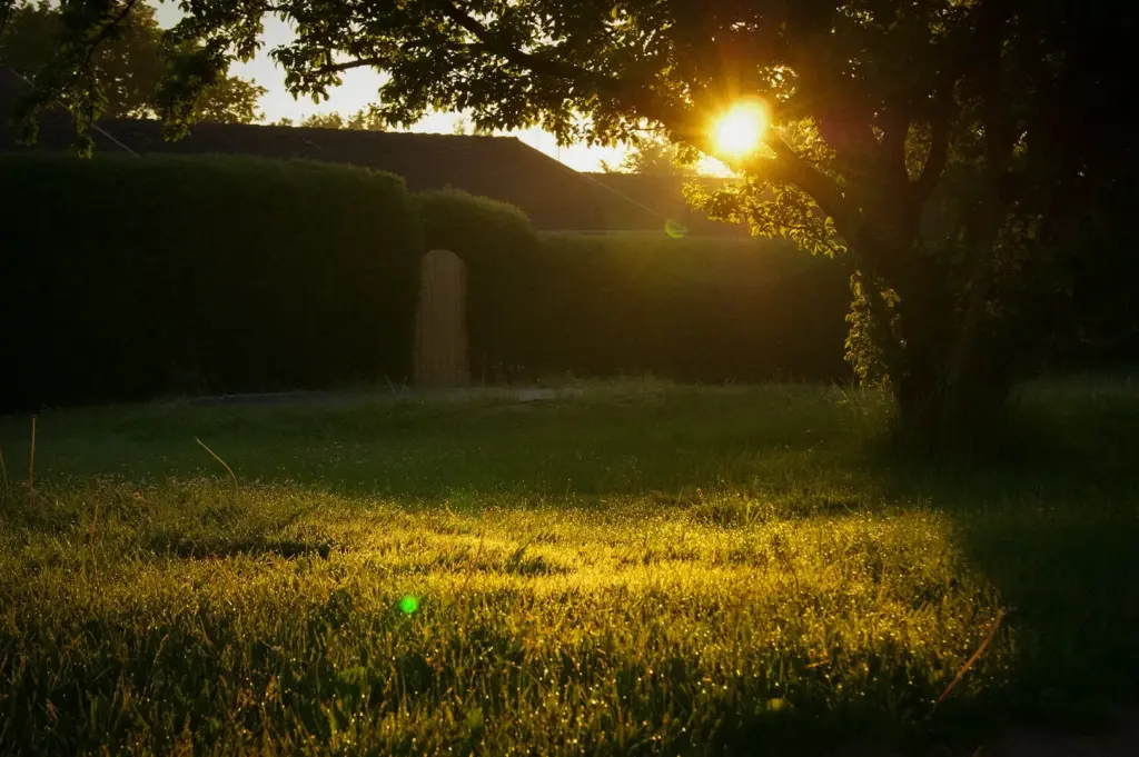 Morning sunlight shining through trees over a grassy garden, hedges, and a house with a wooden gate