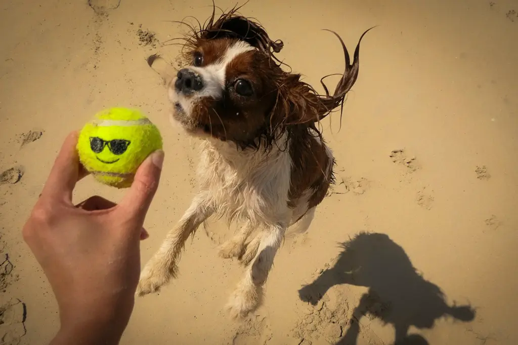 Wet dog playing fetch with a tennis ball on a sandy beach while reaching toward the ball held by a person.
