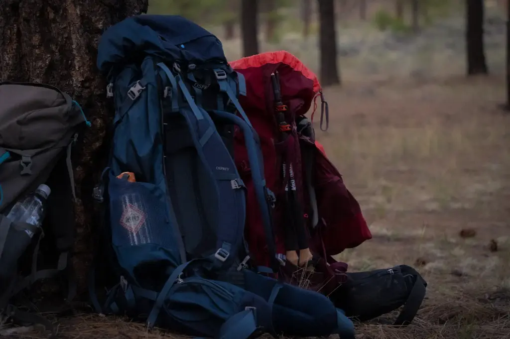 Multiple hiking backpacks resting against a tree in a forest during an outdoor backpacking trip