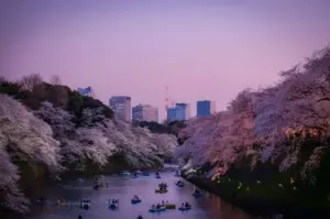 Rowboats navigating the Chidorigafuchi moat framed by blooming sakura cherry blossom trees at dusk, with Tokyo Tower visible in the background