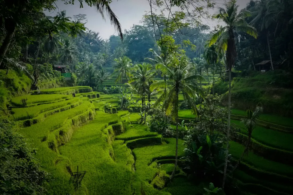 A scenic landscape of lush green terraced rice fields dotted with tall palm trees and tropical foliage in Ubud, Bali, Indonesia.