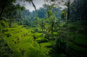 A scenic landscape of lush green terraced rice fields dotted with tall palm trees and tropical foliage in Ubud, Bali, Indonesia.