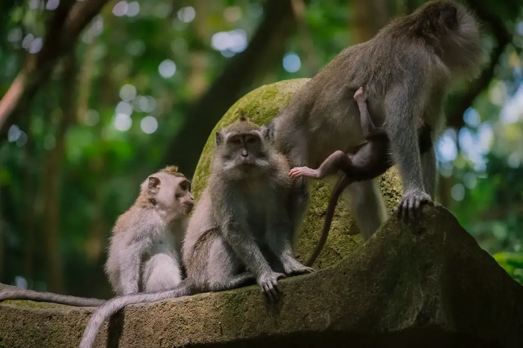 A group of long-tailed macaques resting and interacting on a mossy stone structure in the Sacred Monkey Forest in Ubud, Bali, Indonesia.