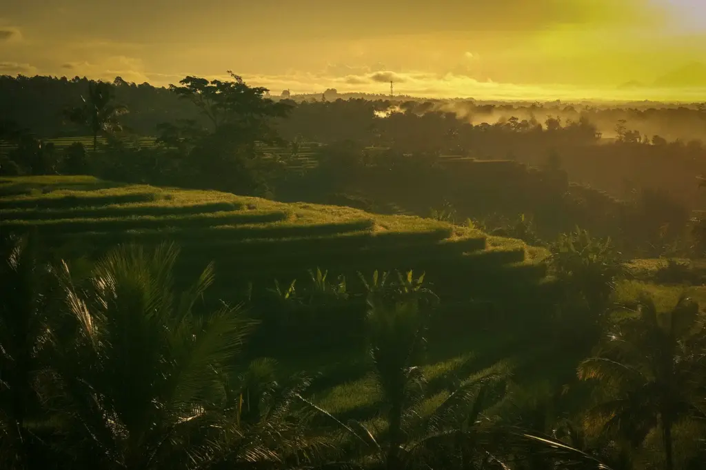 A tranquil sunrise view over terraced rice fields and misty tropical hillsides in Ubud, Bali, Indonesia.
