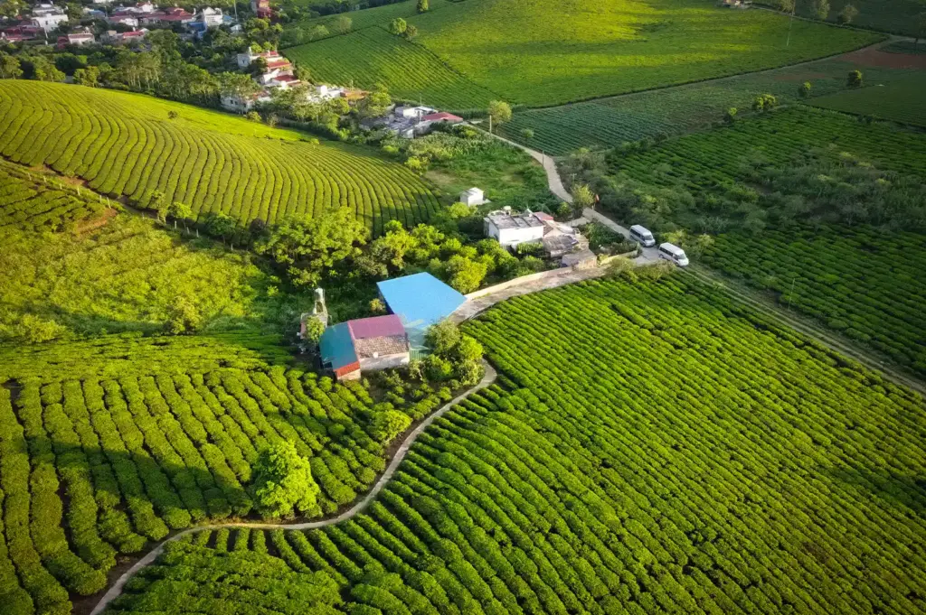 Aerial view of sprawling green tea plantations and farmhouses in Cam Chau, Vietnam