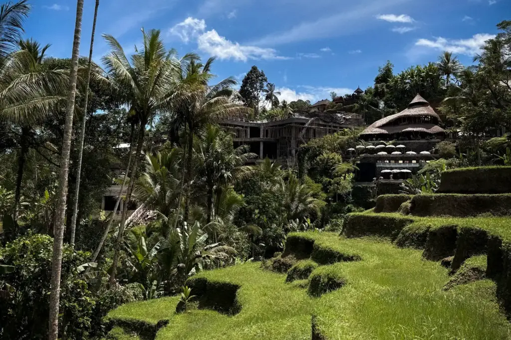 A daytime view of the lush terraced green hillsides and tall palm trees at the Tegallalang Rice Terrace near Ubud, Bali, Indonesia, under a bright blue sky.