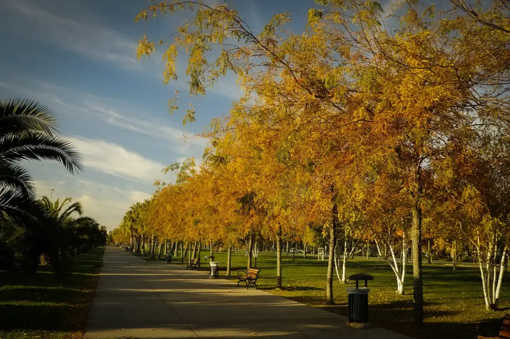Sunny autumn park pathway lined with golden deciduous trees and palm trees, with park benches along the paved walkway under a blue sky