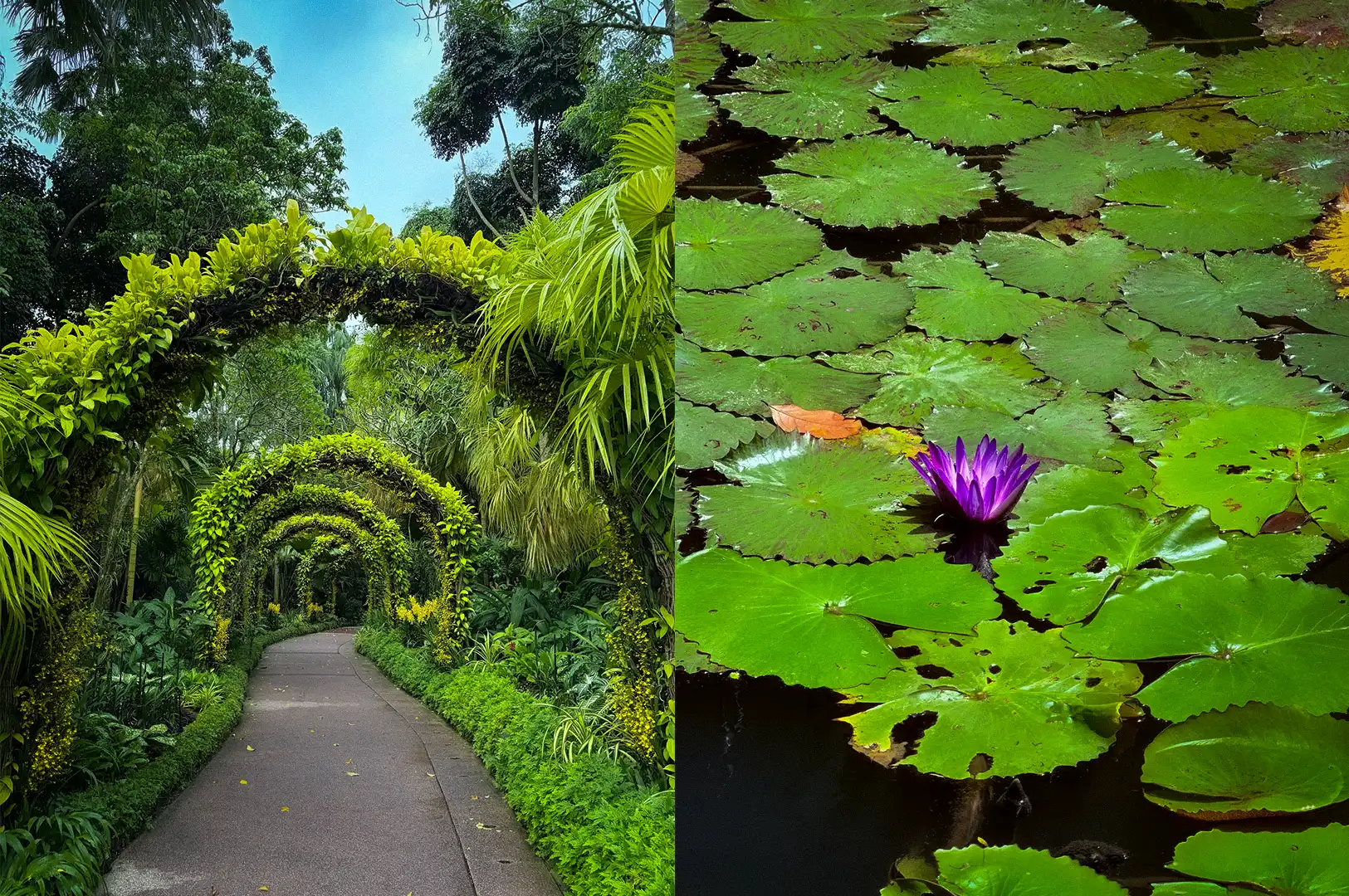 A two-image collage of the Singapore Botanic Gardens, featuring a scenic paved pathway framed by lush sequential floral and green archways, alongside a tranquil pond covered in vibrant green lily pads and a blooming purple water lily.