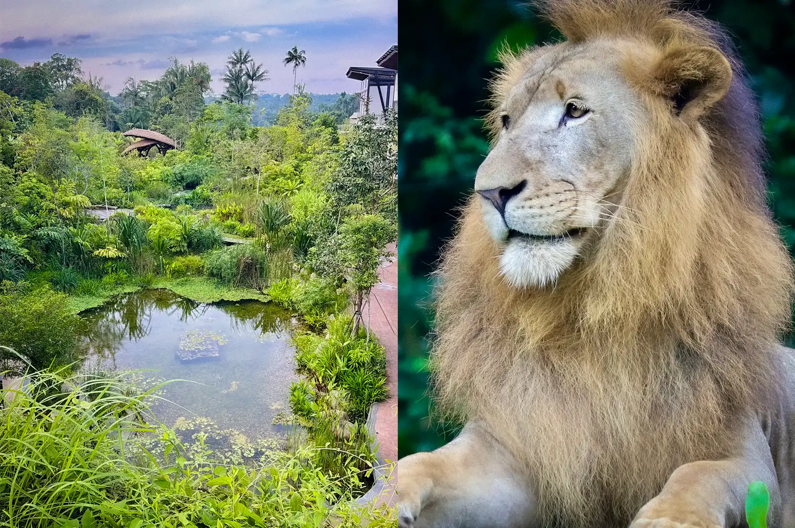 A two-image collage of the Singapore Zoo in Singapore, featuring a scenic naturalistic animal enclosure with a still pond surrounded by lush tropical greenery, alongside a close-up profile portrait of a majestic male lion resting against a natural backdrop.