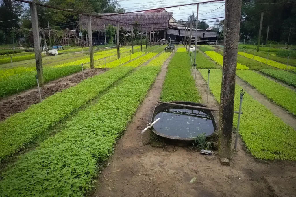 Neat rows of lush green organic vegetable beds with an irrigation trough at Tra Que Vegetable Village near Hoi An