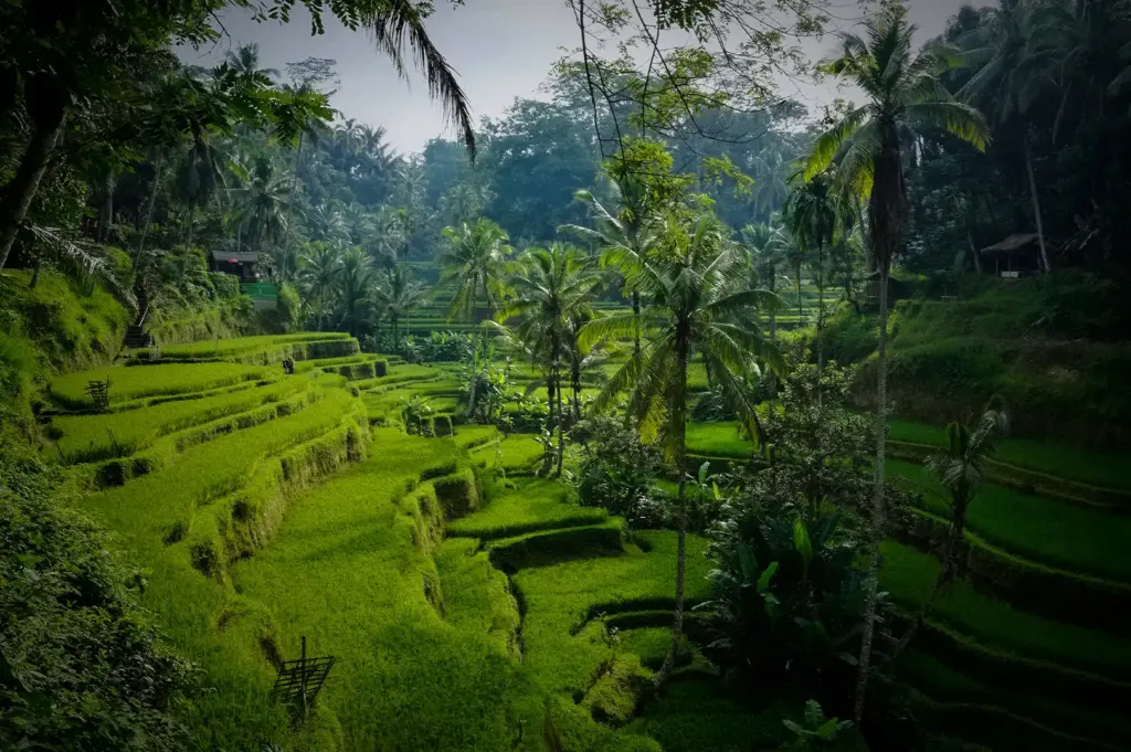 A lush green landscape view of terraced rice fields in Ubud, Bali, surrounded by tropical palm trees and dense jungle foliage.